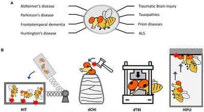 Drosophila melanogaster as a model to study age and sex differences in brain injury and neurodegeneration after mild head trauma